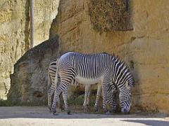 149 BIO PARC DE DOUE LA FONTAINE 2- 2016_000032